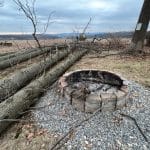 When Should a Tree Be Removed Instead of Pruned?