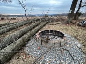 Read more about the article When Should a Tree Be Removed Instead of Pruned?