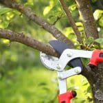 Why Regular Tree Pruning Protects Your Property