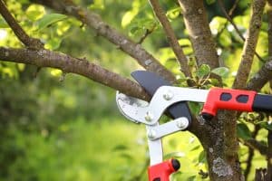 Read more about the article Why Regular Tree Pruning Protects Your Property
