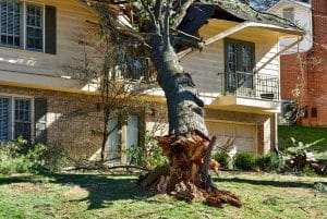 Read more about the article How Can You Tell If a Tree Is Dying?